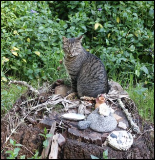 Agate tabby cat on artifact table outside
